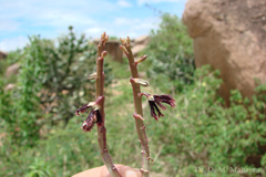 Caralluma adscendens var. fimbriata